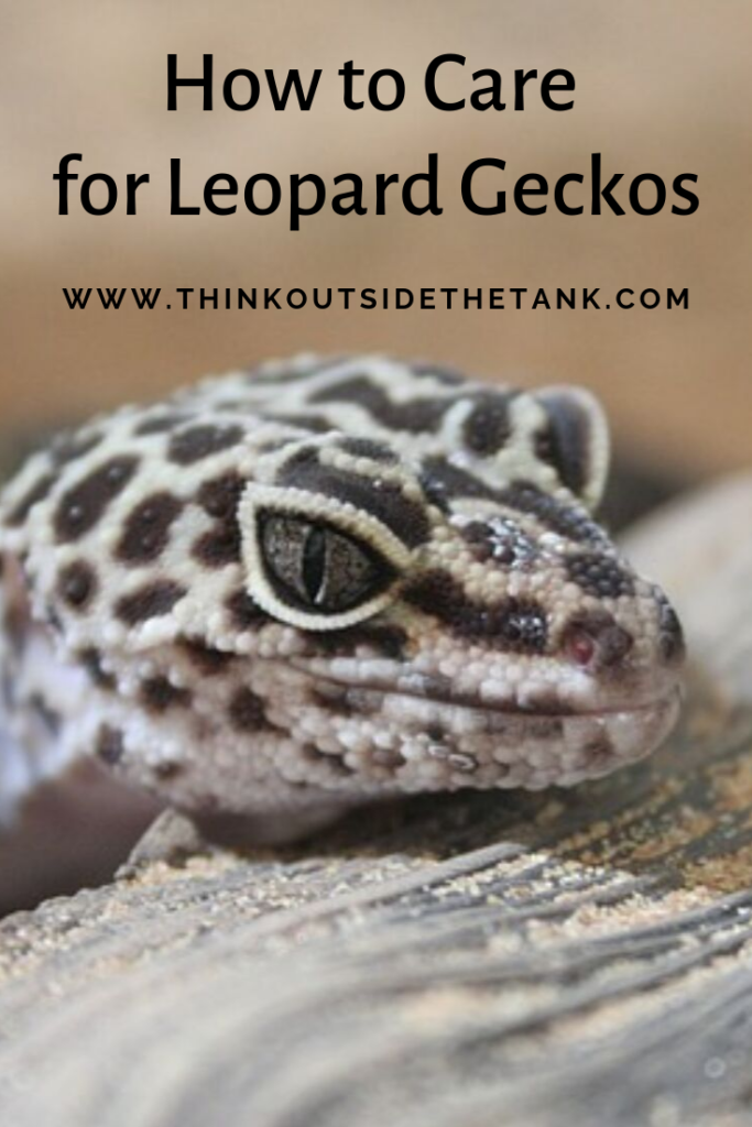 A Quick Look at Caring for Leopard Geckos. #gecko #reptiles #petcare