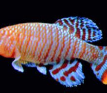 The Complete Care Guide For Killifish