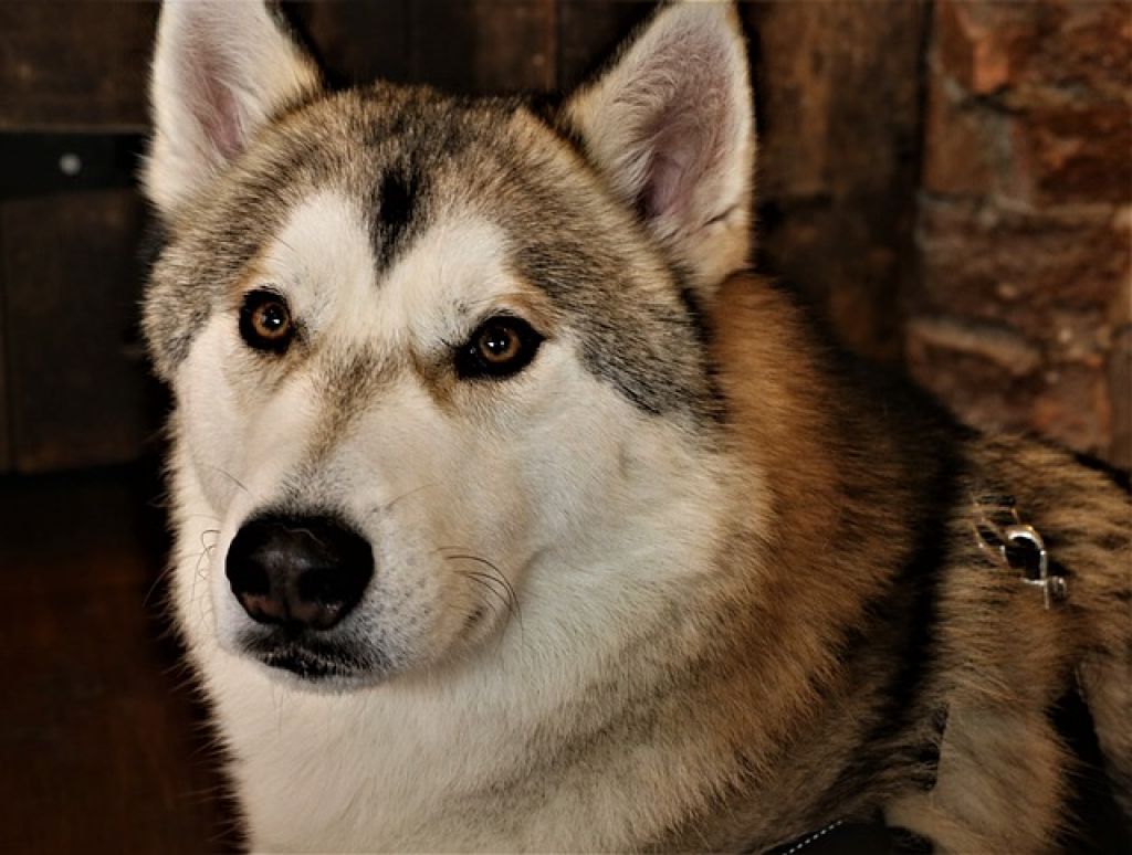 Dogs that looks like a wolf