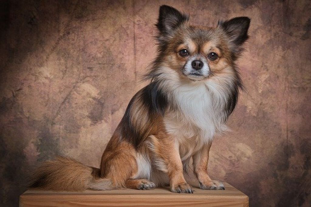 mexican dog breeds