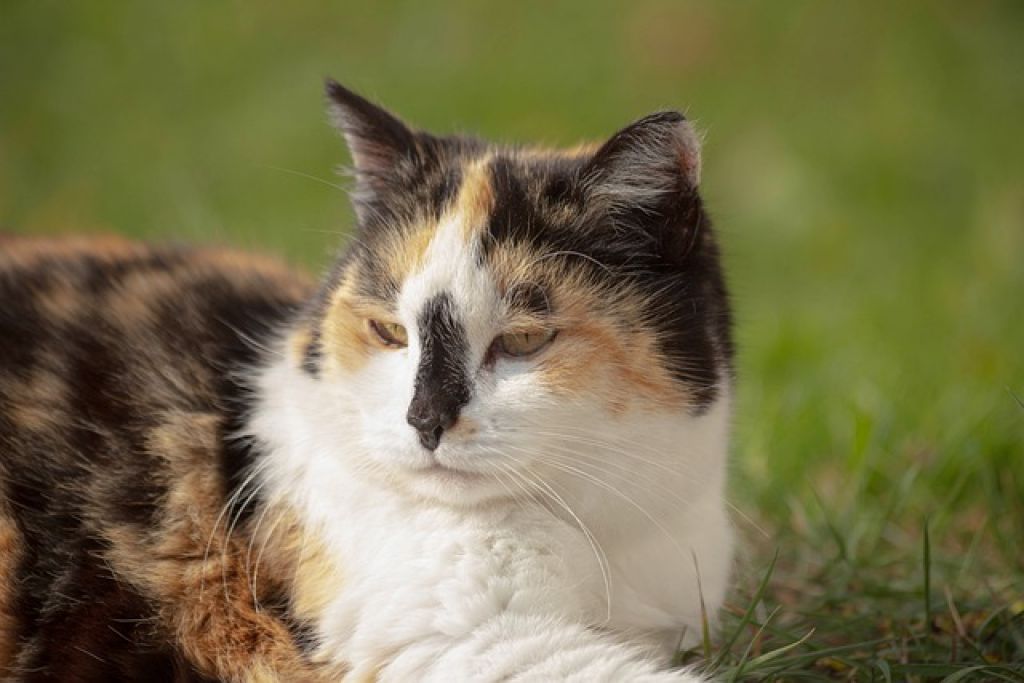 Calico Cat - But Not a Male Calico Cat