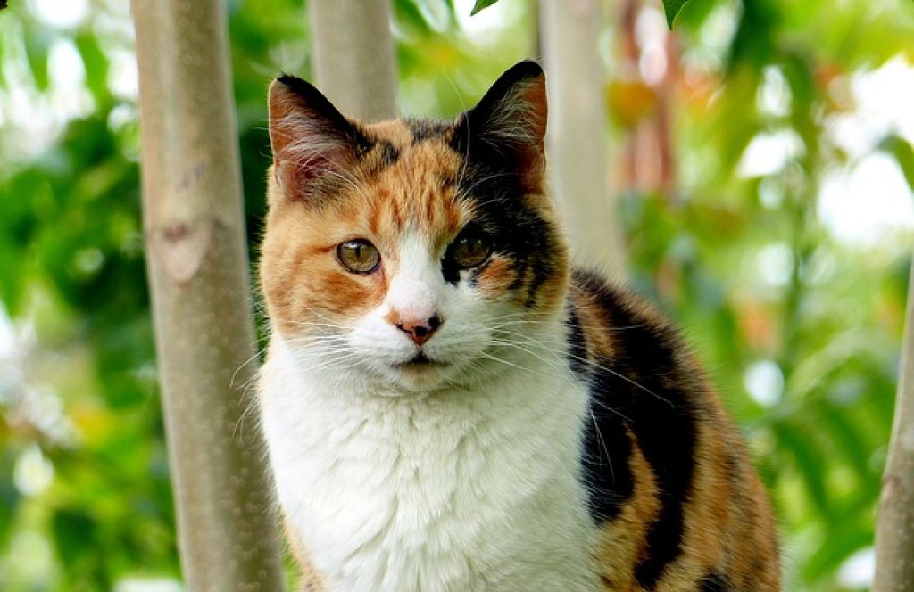 Calico Cat - But Not a Male Calico Cat