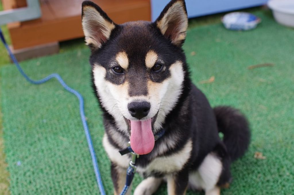 Shiba sitting down