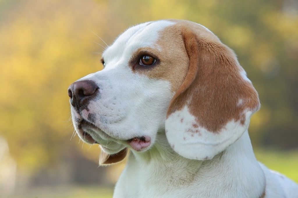Reasons to get a beagle - beagle head