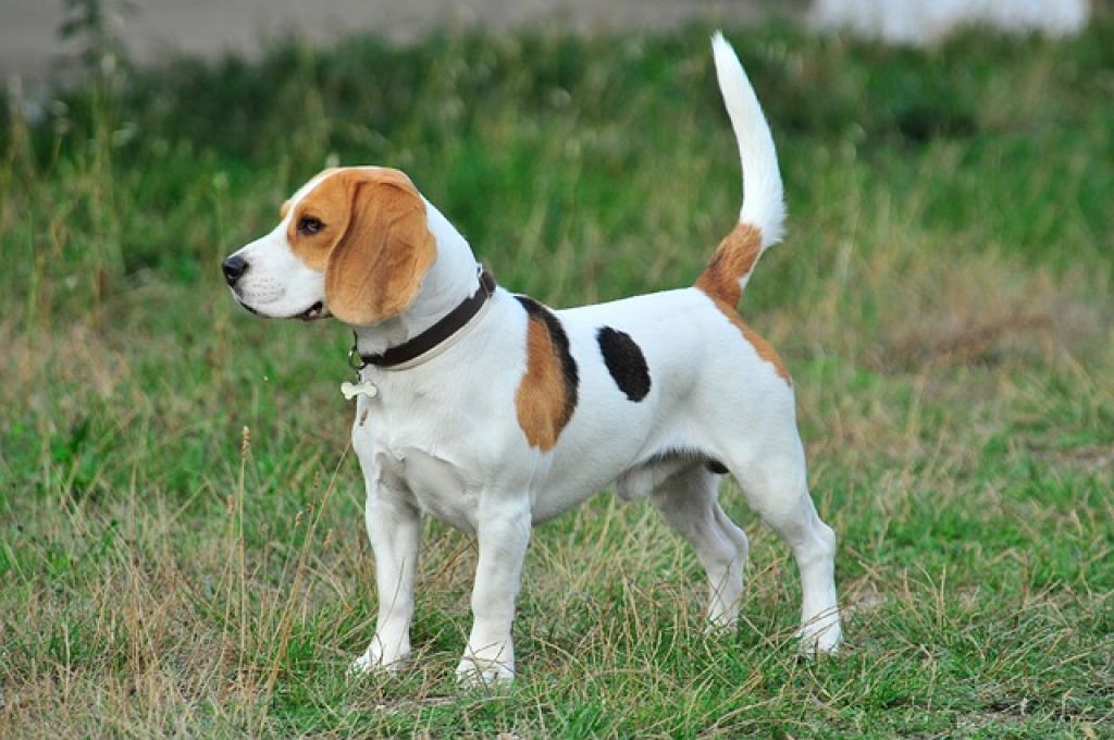 Reasons to get a beagle - beagle standing
