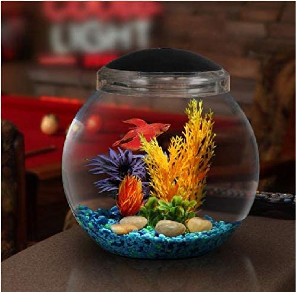 best fish for a one gallon tank - fish bowl