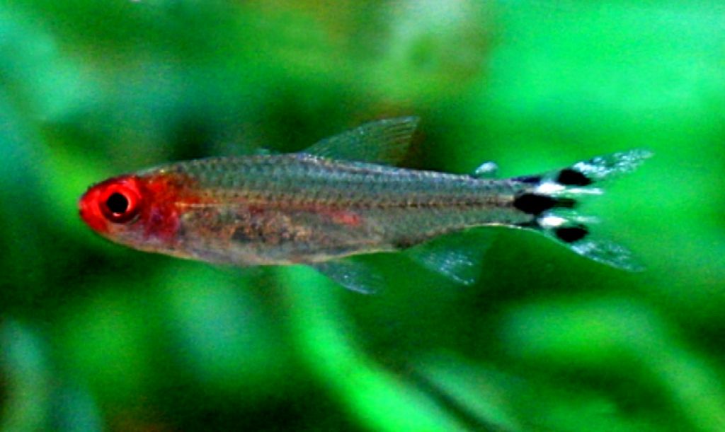 Gray fish with back and white tail and red head