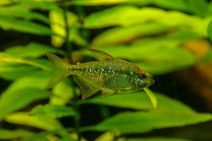 shiny, blue tetra is fish tank