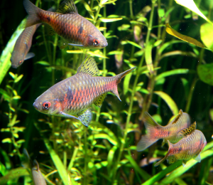 5 gray and red fish in an aquarium