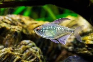 a shiny, blue fish in an aquarium