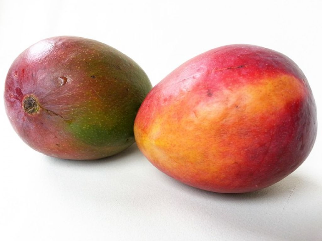 two mangos faces each other