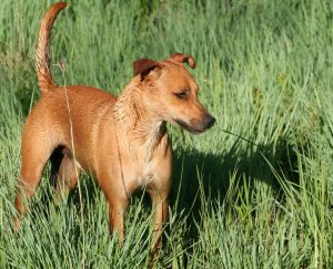 a brown dog in grass