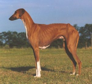 A brown and white dog standing in a field