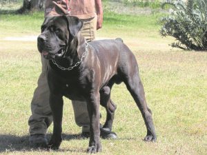 A large, black dog