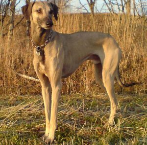 A tall, Gray dog standing in a field