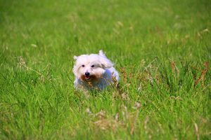 A running furry white dog (Coton De Tulear)