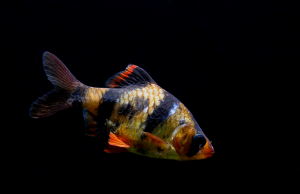 A tiger barb swiming in a tank with a black background