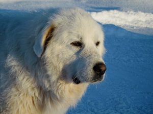 A Great Pyrenees standing in snow.