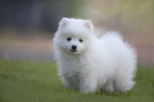 A Japanese Spitz puppy standing in some grass.