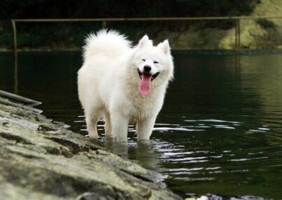 samoyed-white-dog-breed