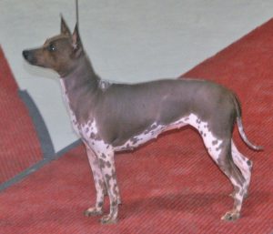 An American Hairless Terrier on a leash standing on a red carpet