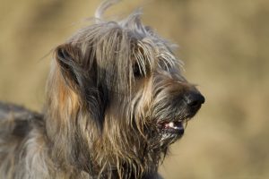 By Elinandreassen - Own work, CC BY-SA 3.0, https://commons.wikimedia.org/w/index.php?curid=25837180 A picture of a Catalan Sheepdog's head
