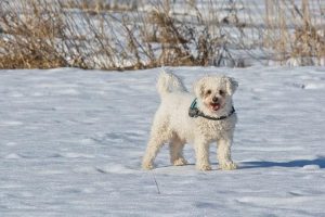 A Bichon Frise standing on snow