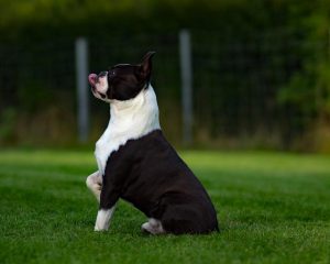 A black and white Boston Terrier sitting on grass