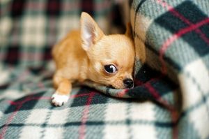 A Chihuahua laying down on a couch