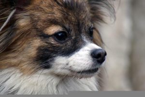 A picture of the face of a Papillion