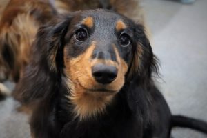 A black and brown Dashchund sitting in front of other dogs