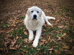 A Great Pyrenees laying down on leaves