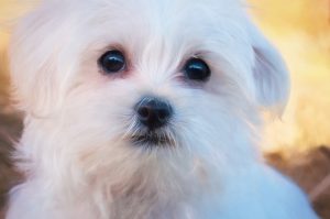 A picture of a Maltese