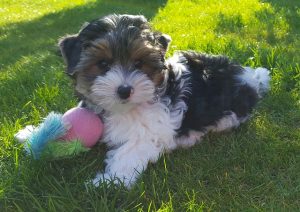 A Biewer Terrier laying on grass with a toy.