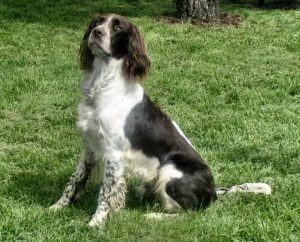 A French Spaniel sitting on grass