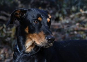 A black and brown dog standing