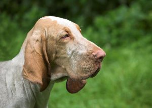 A picture of a gray and brown Bloodhound