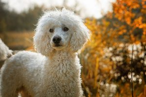 A white poodle standing in front of trees (?)
