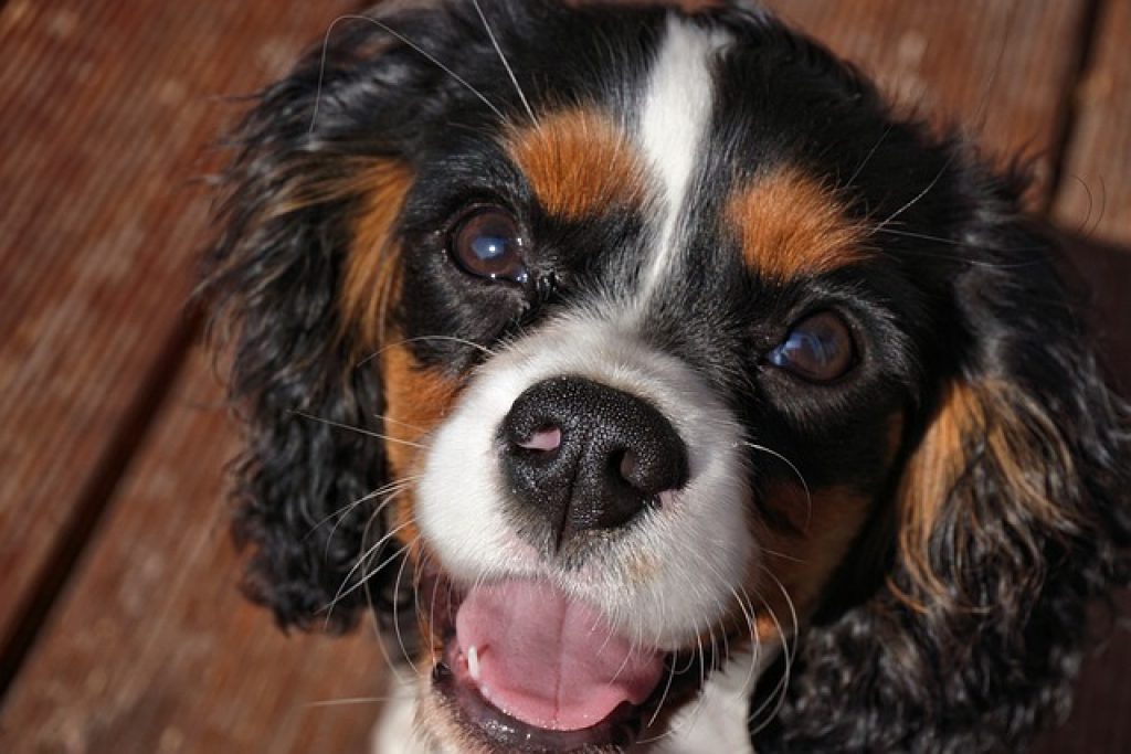 A face of a black, white and brown Cavalier King Charles Spaniel with his tongue out in front of a wood board background