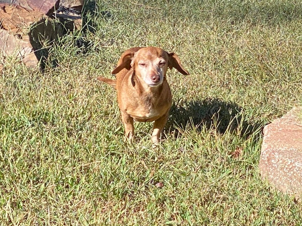 a brown Chiweenie standing in grass between two rocks