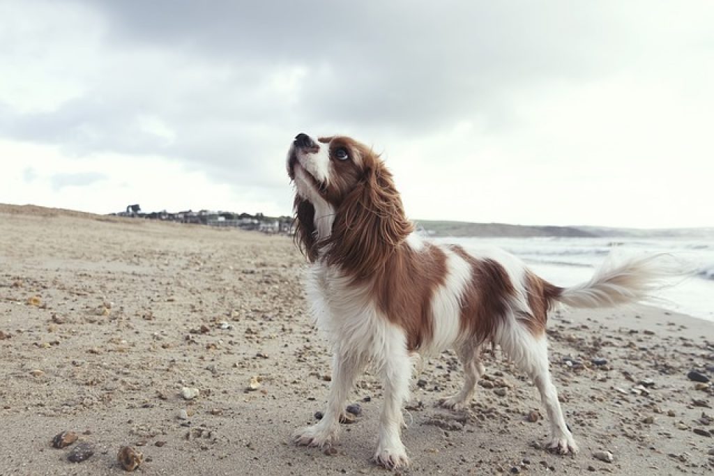 A brown and white Cavalier King Charles Spaniel looking up at the sky on a beach of white sand by the ocean