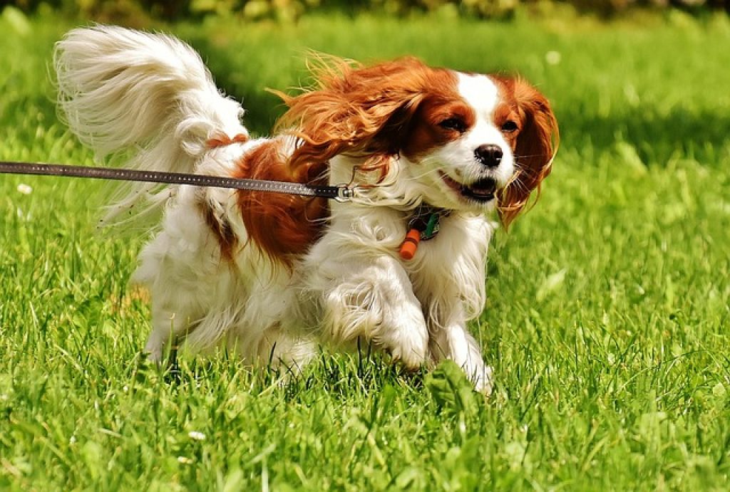 A brown and white Cavalier King Charles Spaniel running in a field of grass