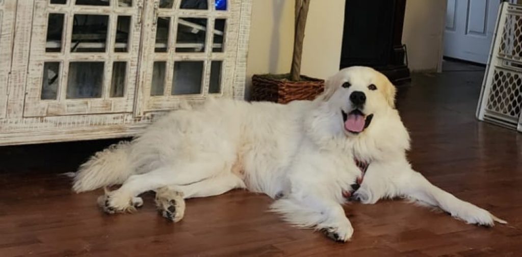 A white great Pyrenees with light orange patches inside a house