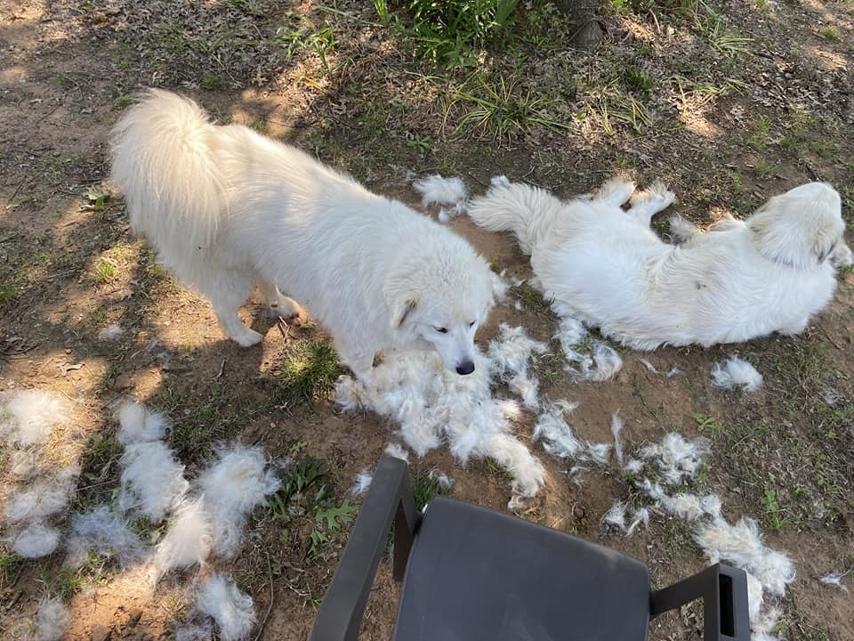 2 white Great Pyrenees standing on top of shed fur